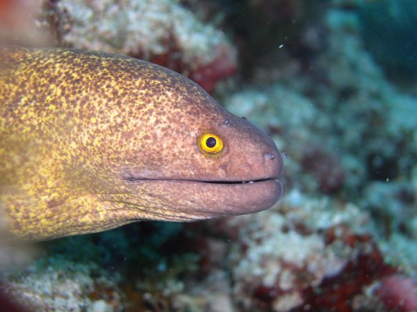 Murene panthere  Gymnothorax flavimarginatus